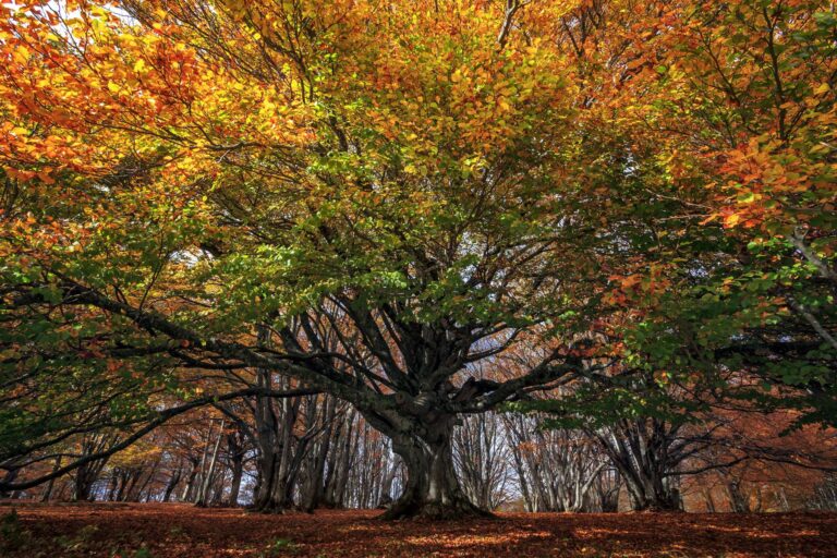 Monte San Vicino: un progetto di Unione Montana, Regione, Univpm e Snam Rete Gas per aumentare la biodiversità delle faggete